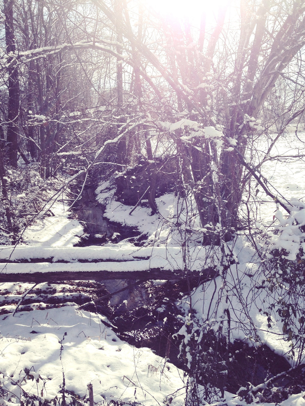 Cecil Creek Farm origins